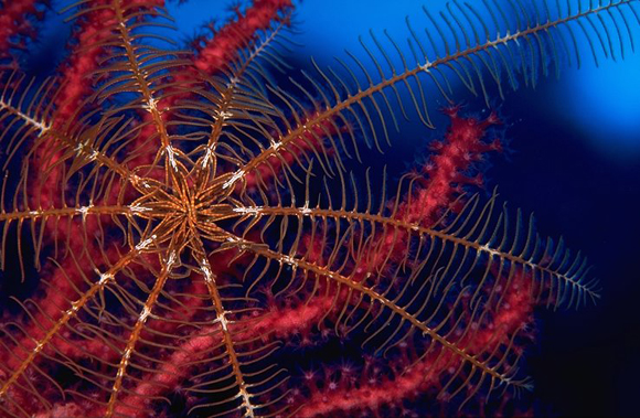 Crinoide disteso su una gorgonia rossa