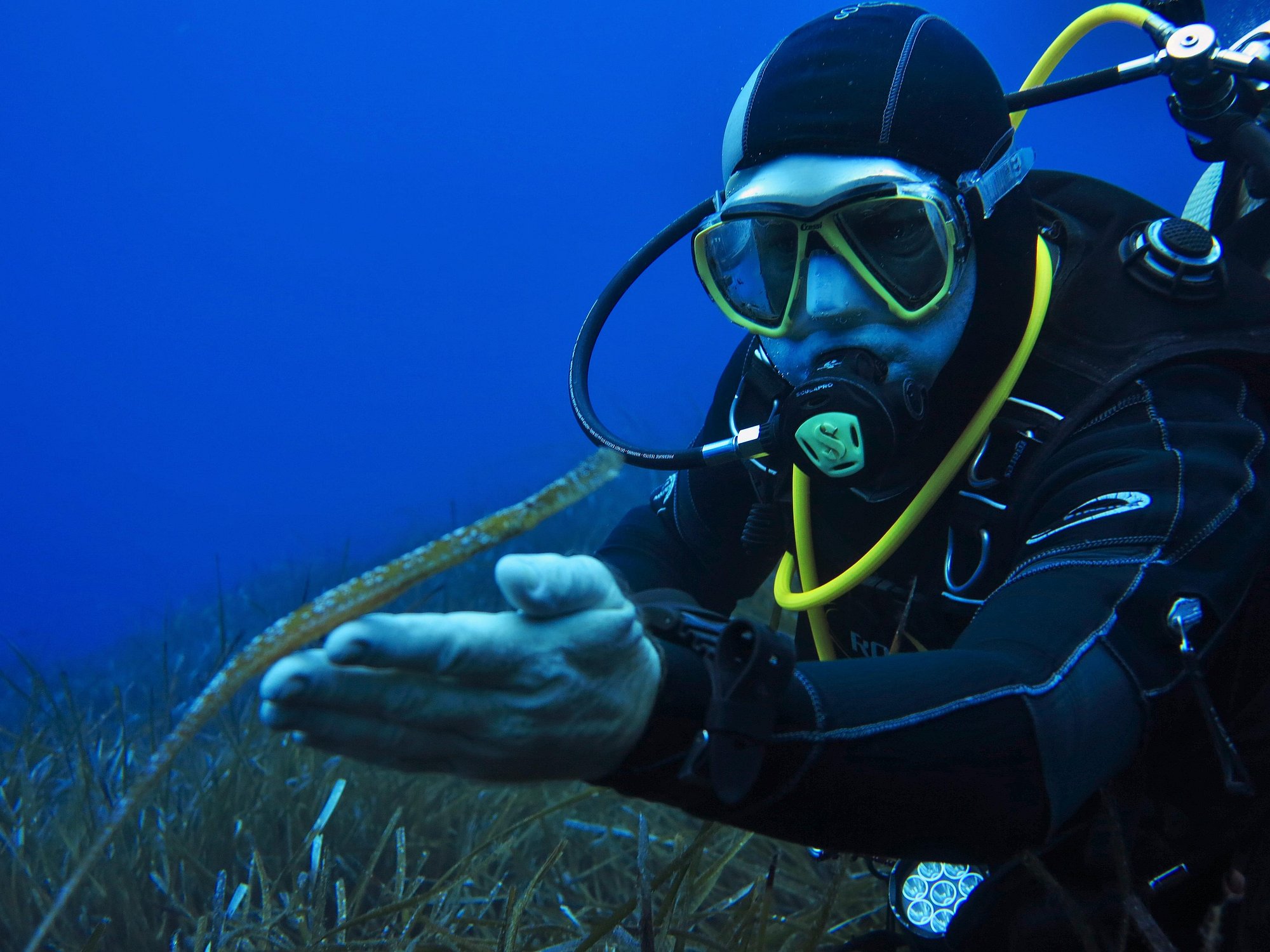 Subacqueo osserva un pesce ago durante un'immersione