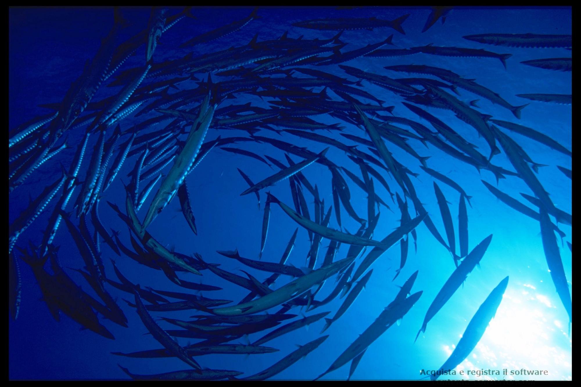 Banco di barracuda nel blu di Ustica