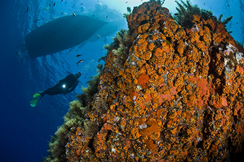 Parete sommersa ricoperta di vita marina a Ustica