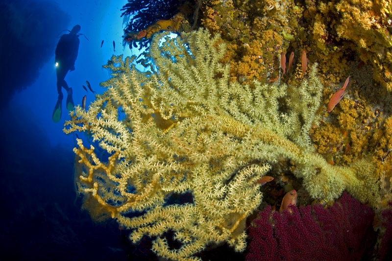 Grande gorgonia chiara su una parete sommersa